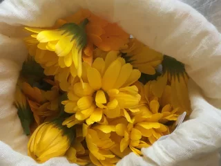 récolte de plantes