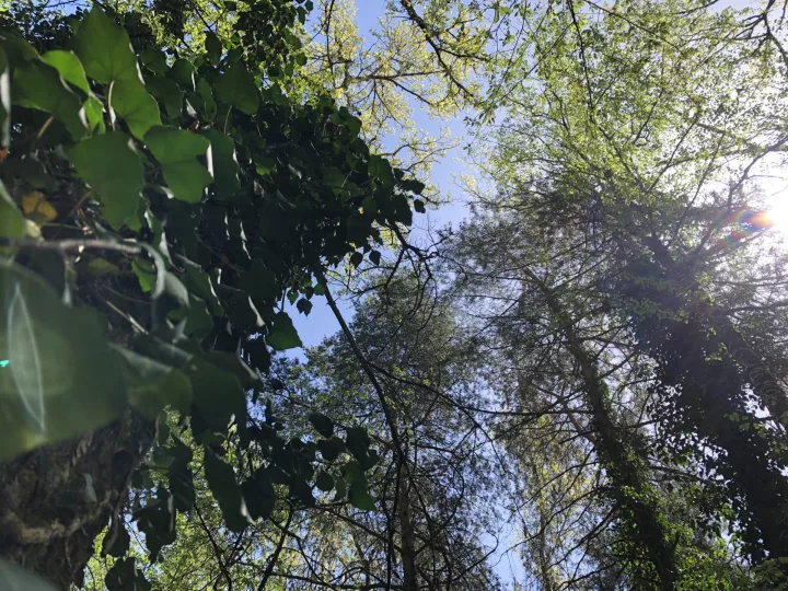 Bains de forêt