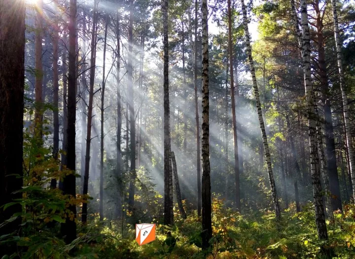 Forêt des énigmes