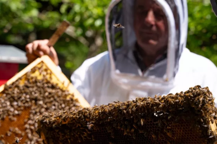 Apiculture