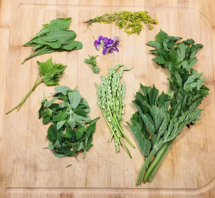 Plantes sauvages comestibles et médicinales