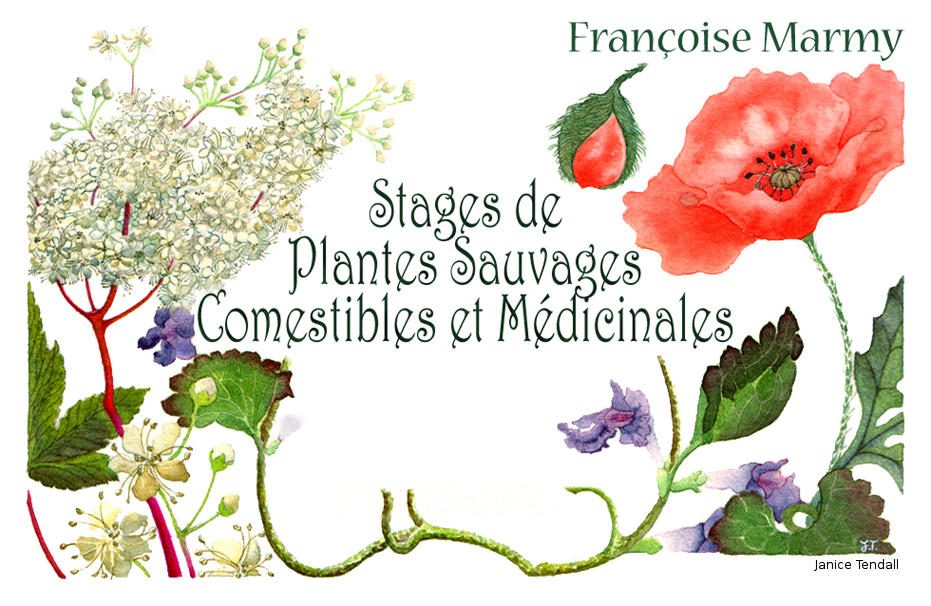 Logo Marmy Plantes
